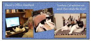 Tomboy Cat graphic for blog Wk.2