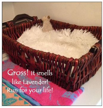 Cat basket smells like lavender 4-28-15