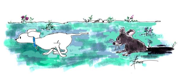 Rat looking out of rat hole