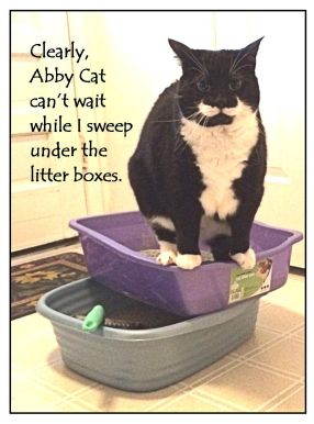 Abby Cat can't wait 11-7-15